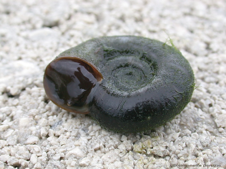 Gasteropoda dal laghetto degli anfibi